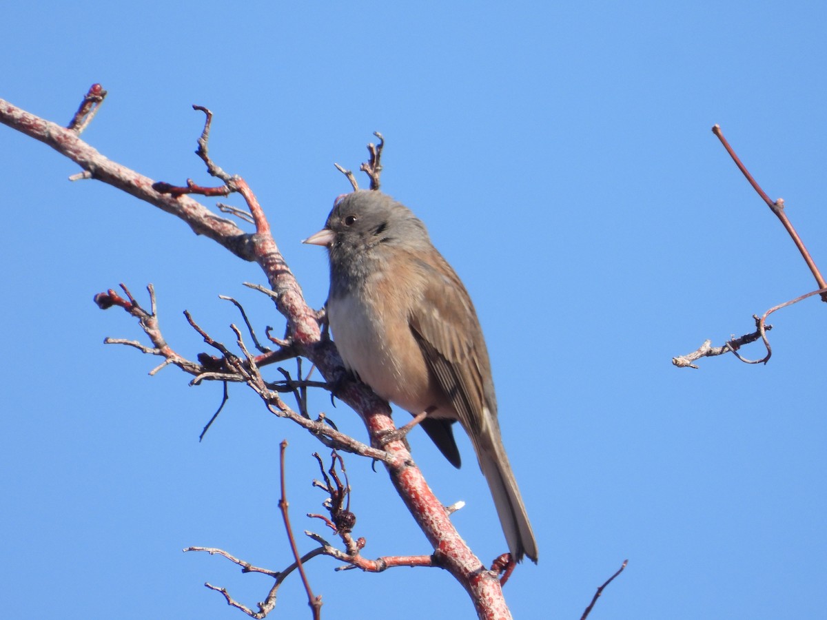 Dark-eyed Junco - ML629779803