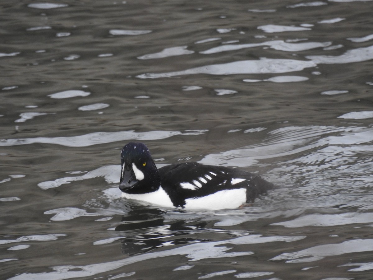 Barrow's Goldeneye - ML629779891