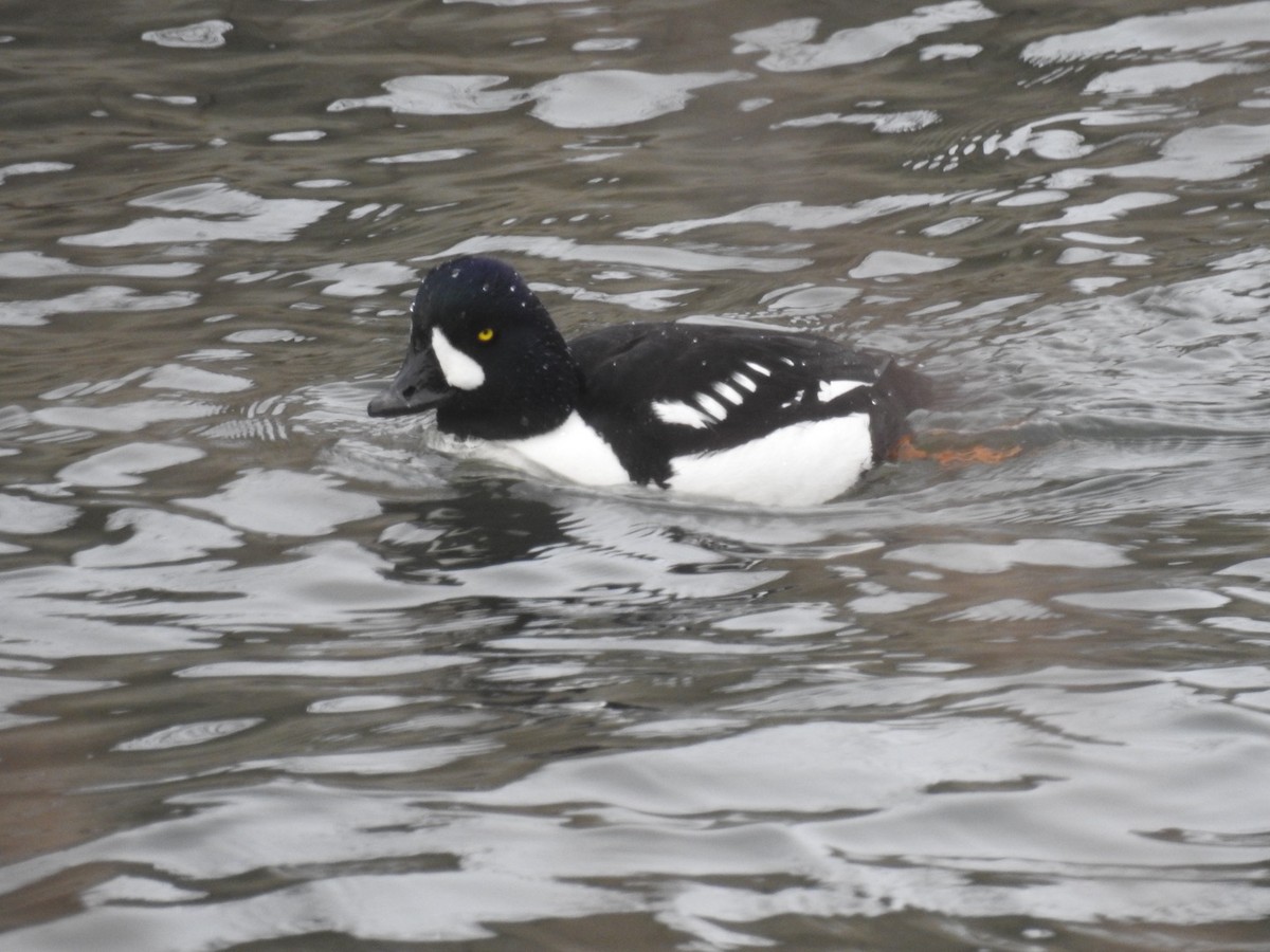 Barrow's Goldeneye - ML629779892
