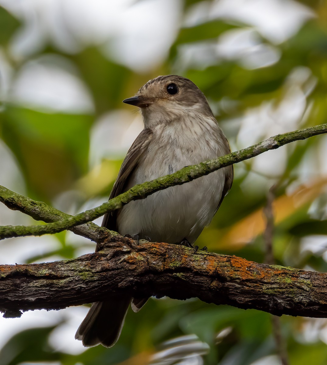 Spotted Flycatcher - ML629780003