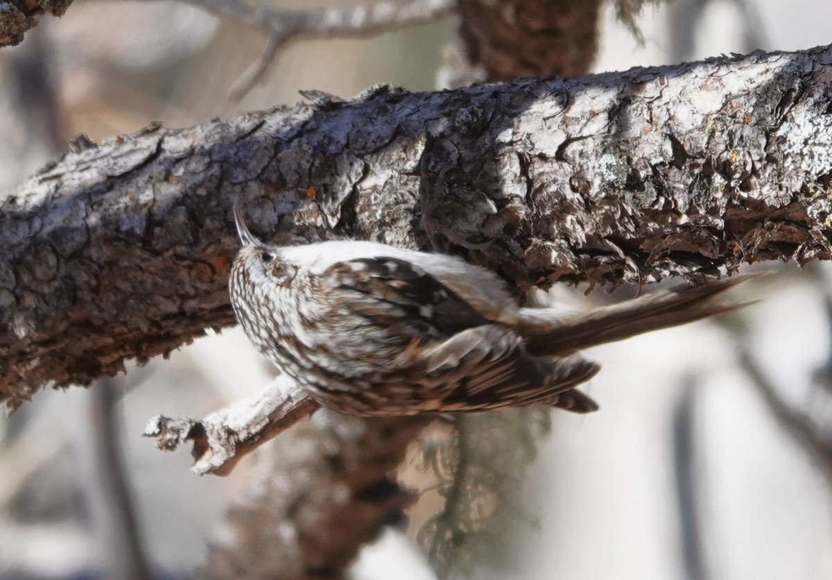 Brown Creeper - ML629780013