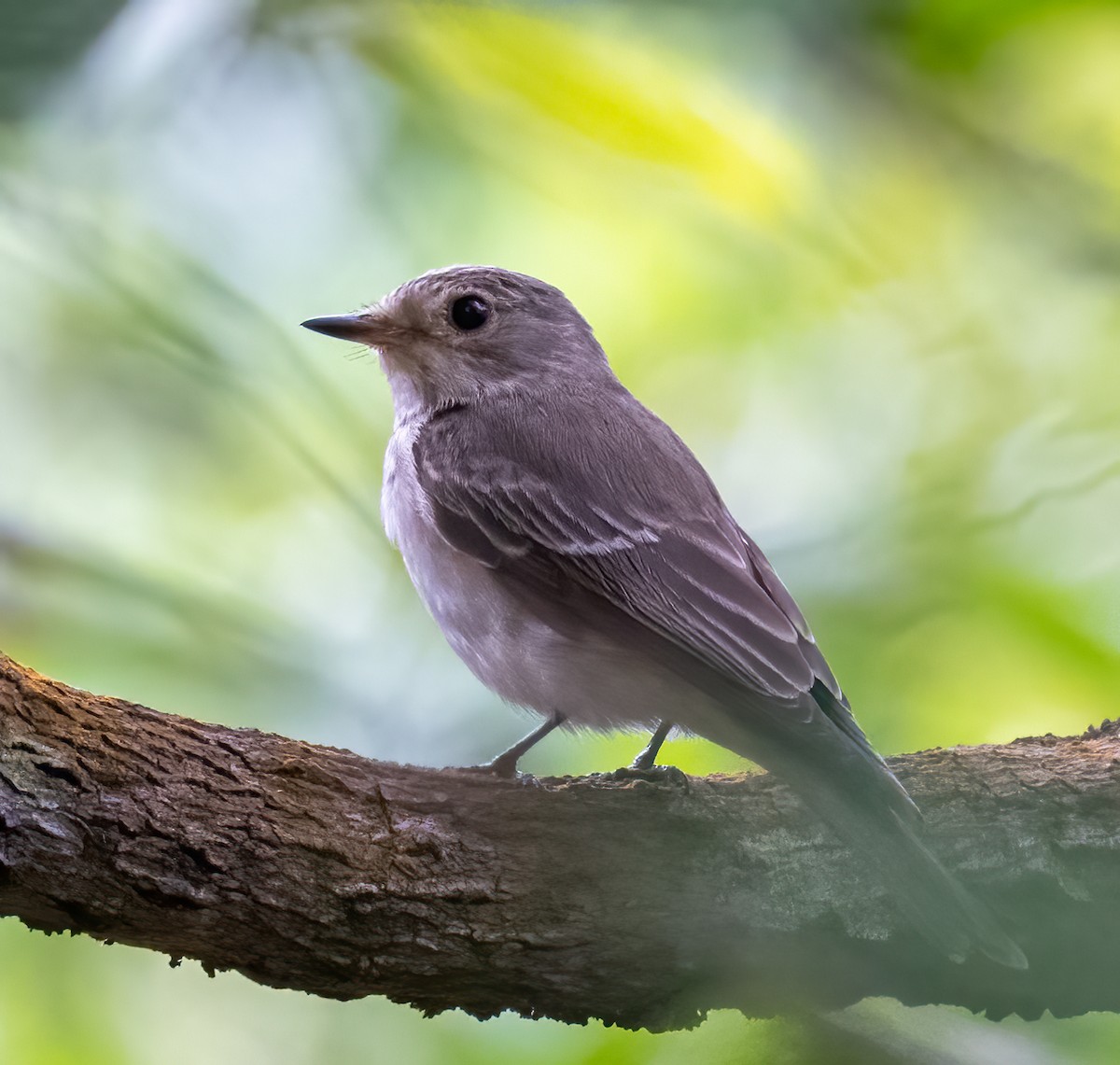 Spotted Flycatcher - ML629780017