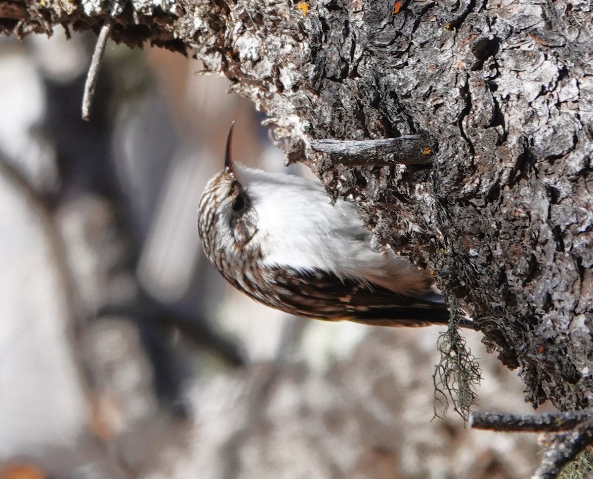 Brown Creeper - ML629780040