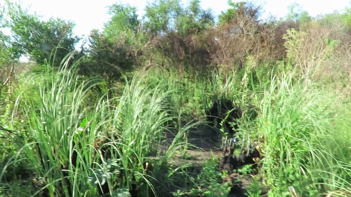 nightjar sp. - ML629780320