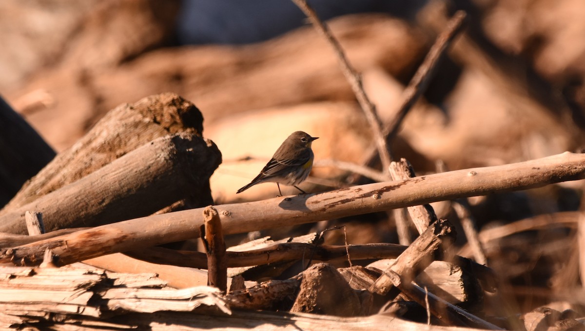 Yellow-rumped Warbler - ML629780341