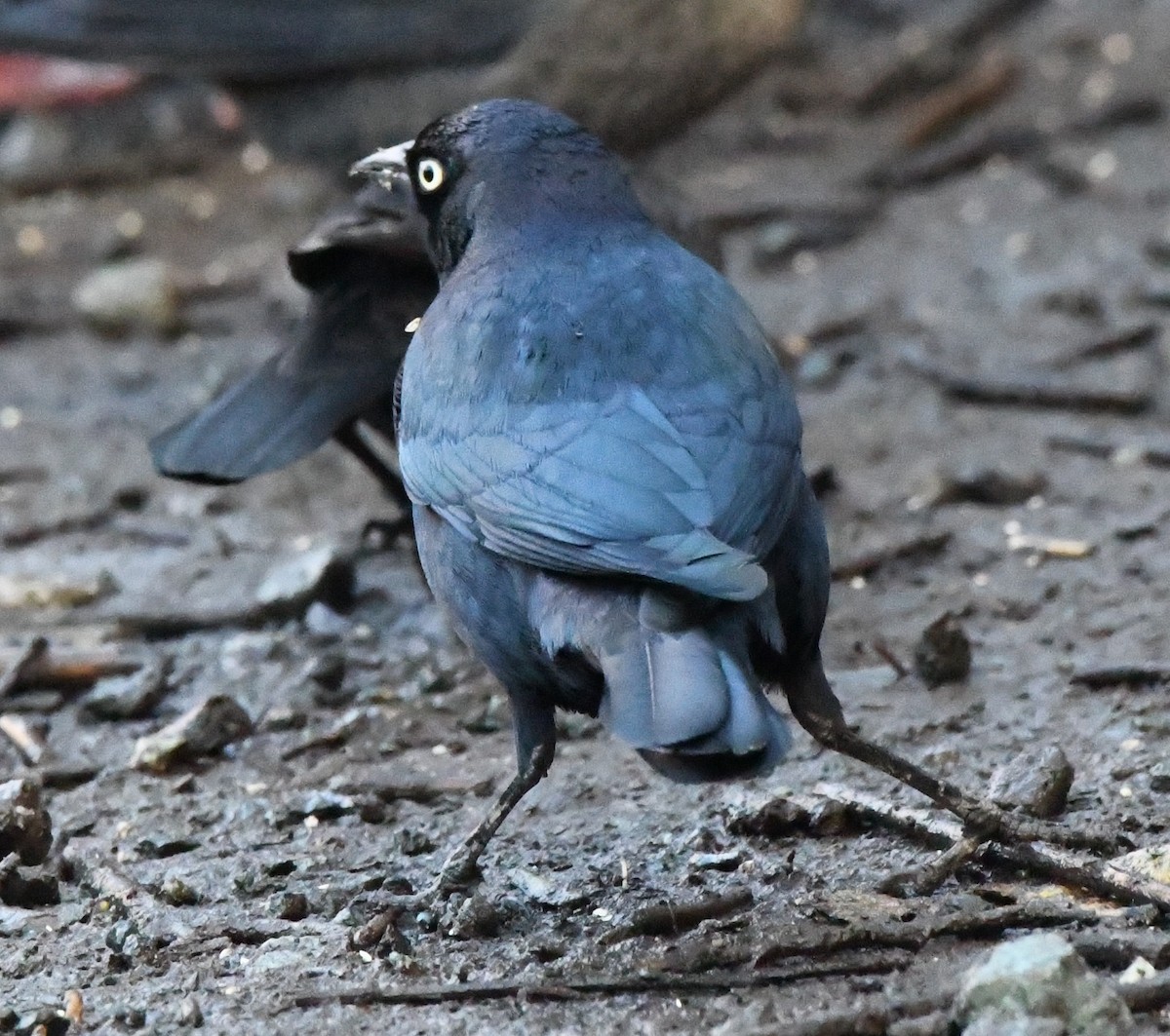 purpurhodetrupial - ML629780404