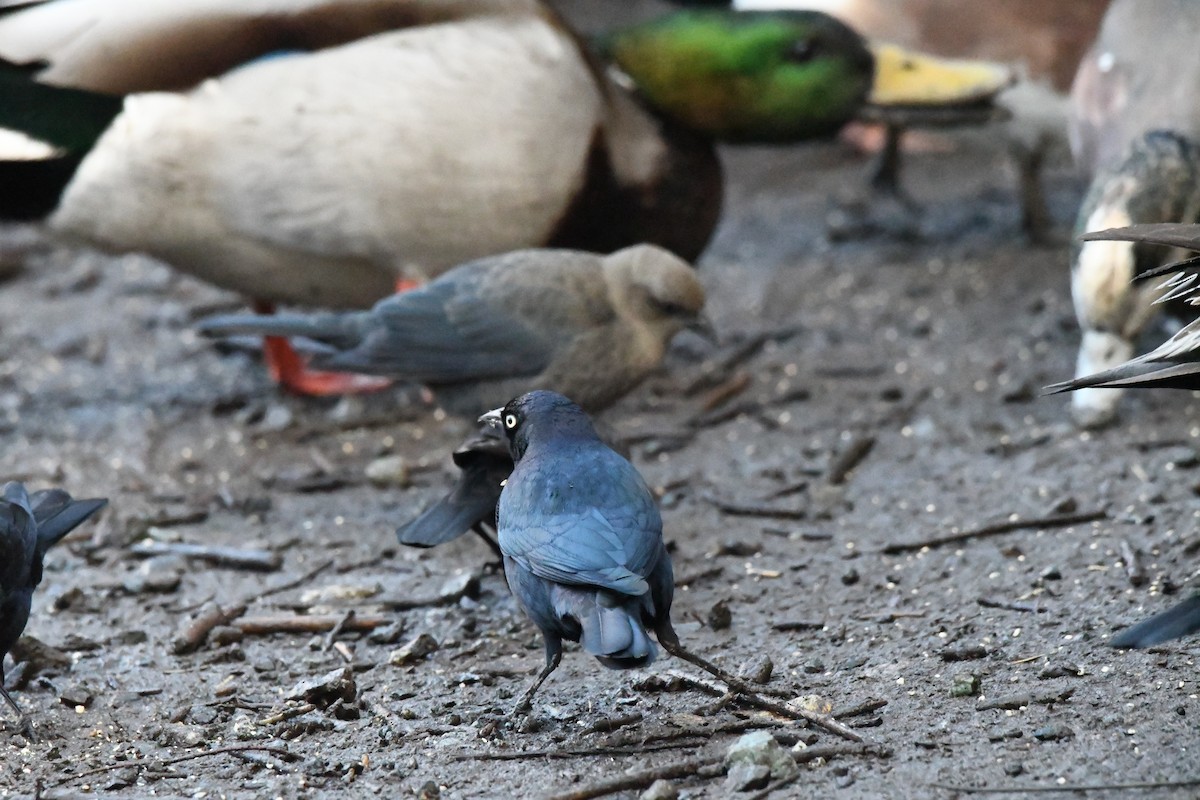 purpurhodetrupial - ML629780413