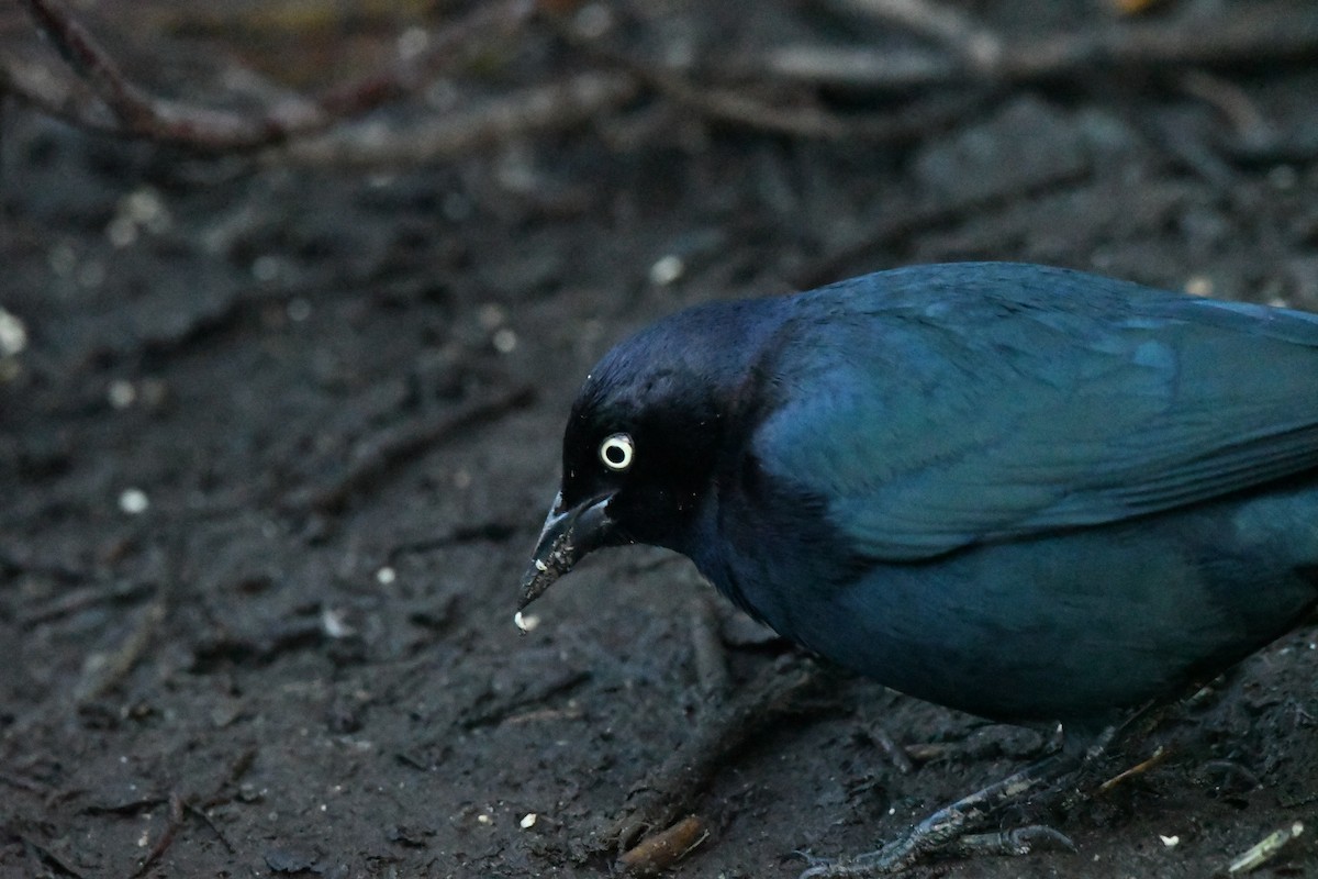 purpurhodetrupial - ML629780445