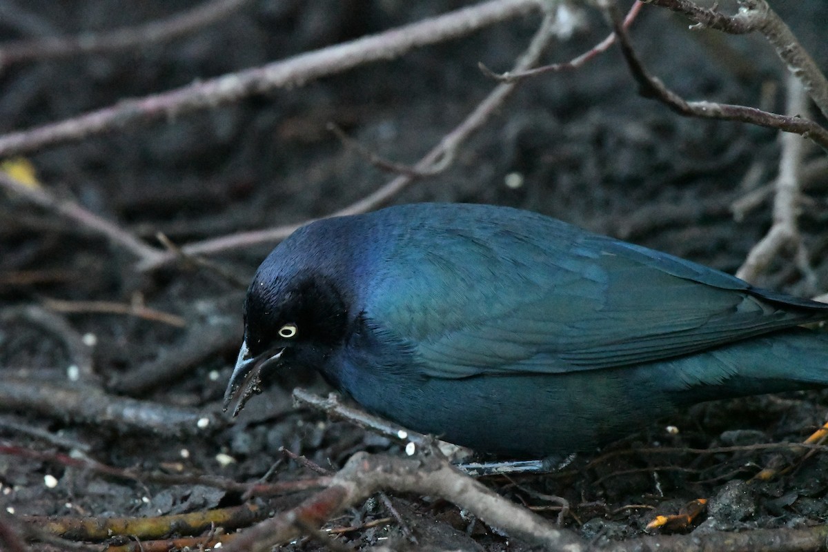 purpurhodetrupial - ML629780452