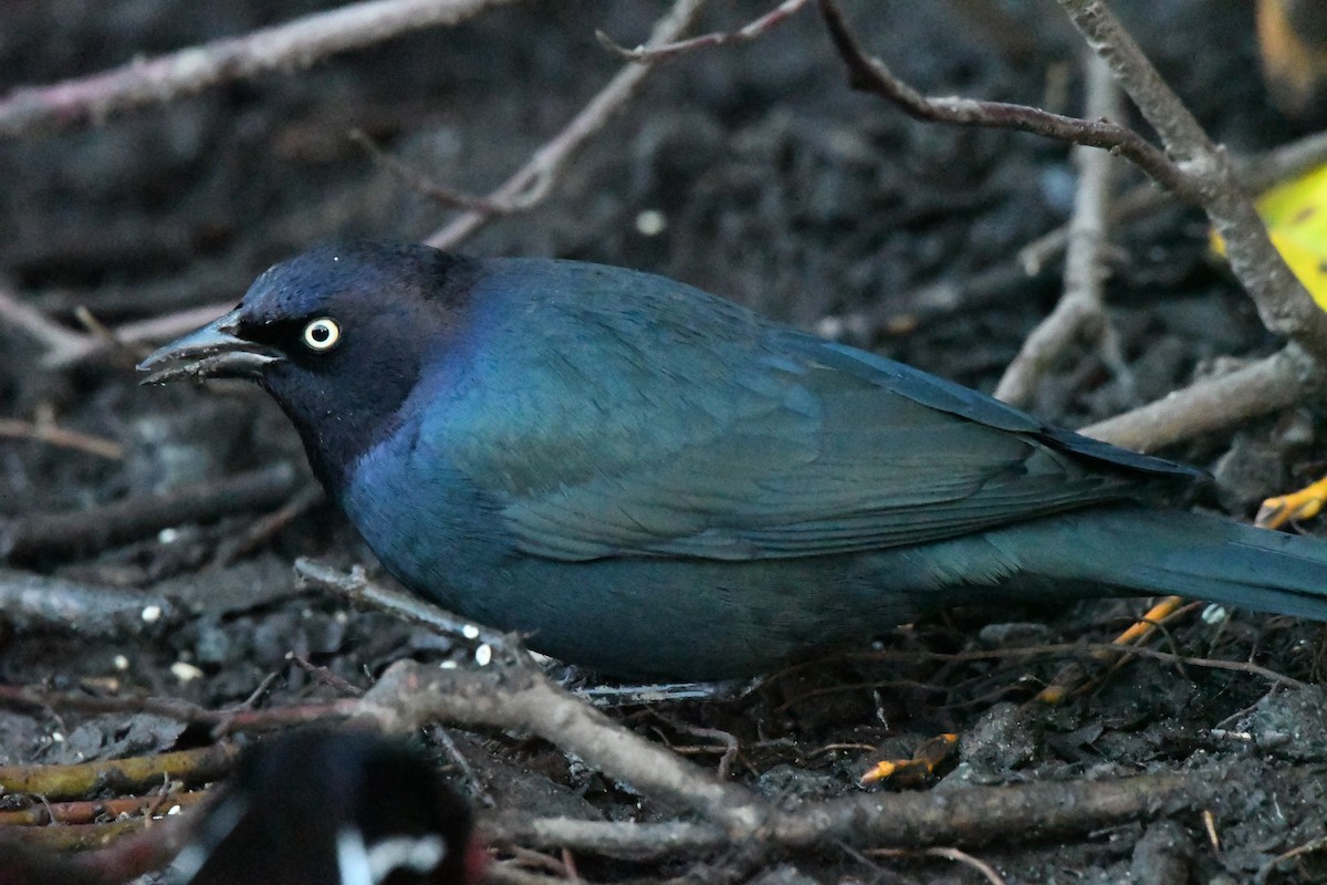 purpurhodetrupial - ML629780468