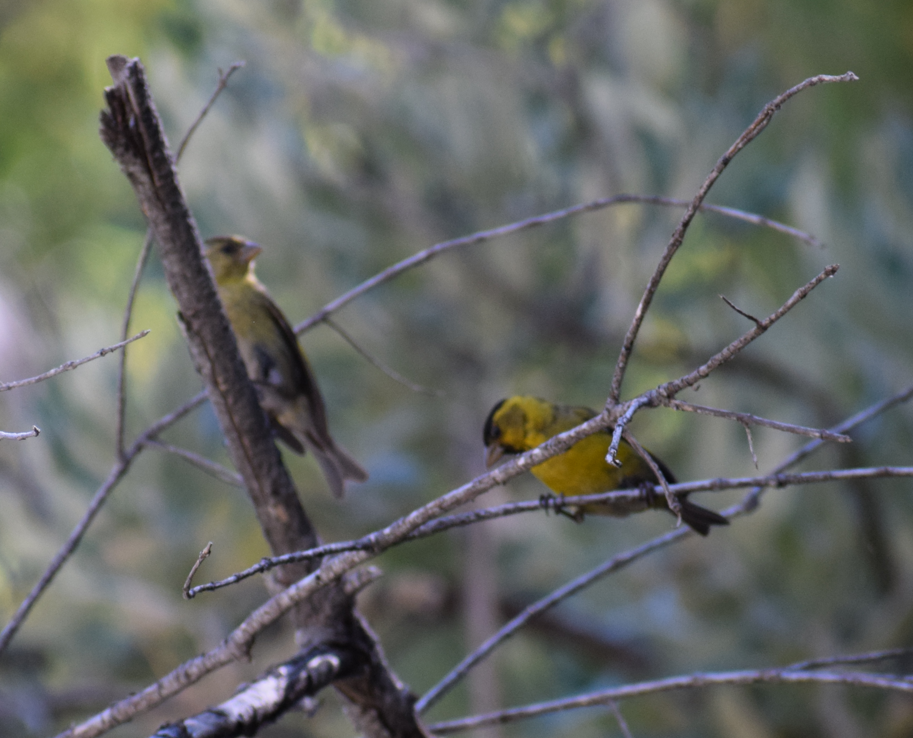 Black-chinned Siskin - ML629780896