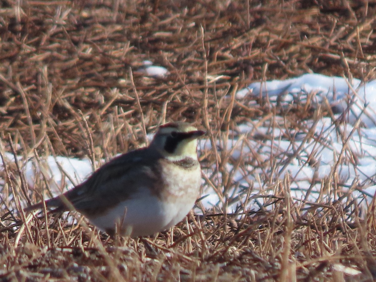 Horned Lark - ML629780906