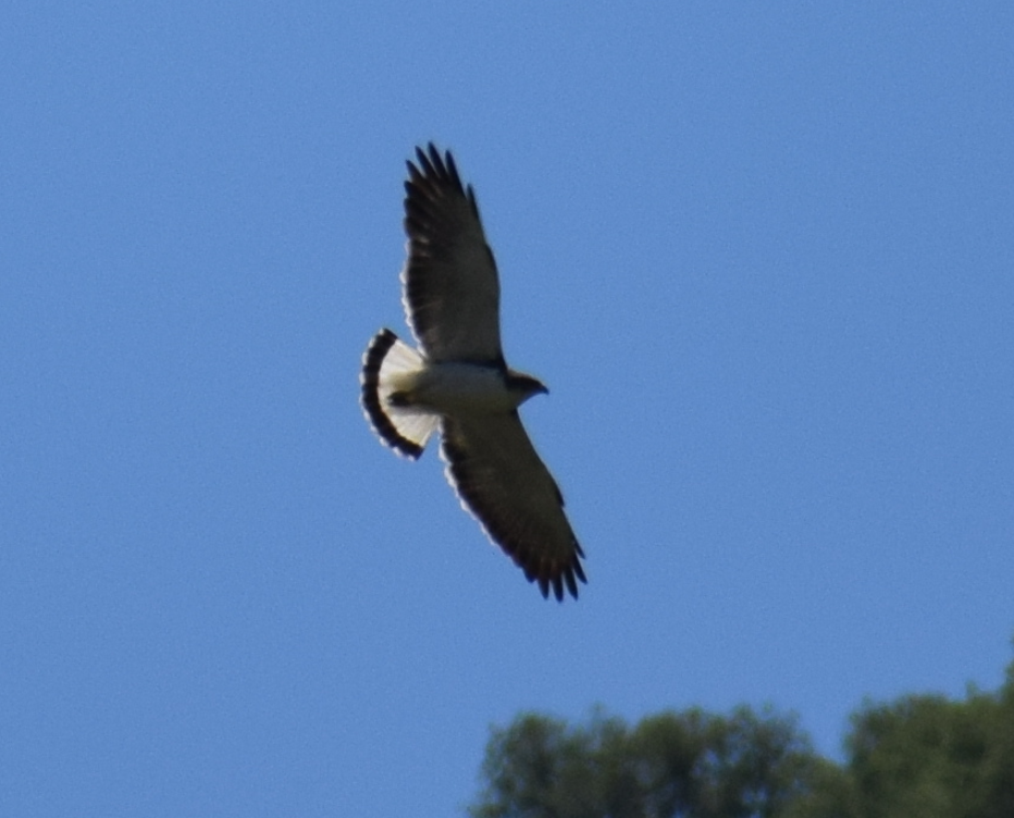 Variable Hawk - ML629780917