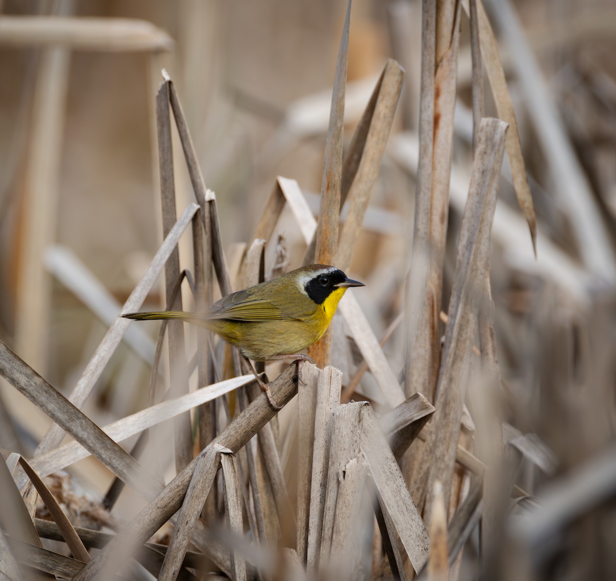 Common Yellowthroat - ML629780994