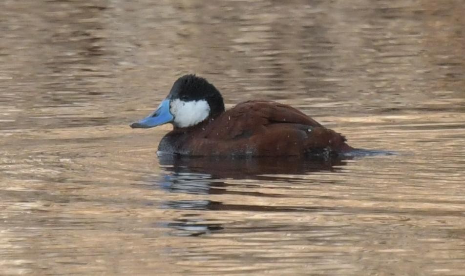 Ruddy Duck - ML629781035