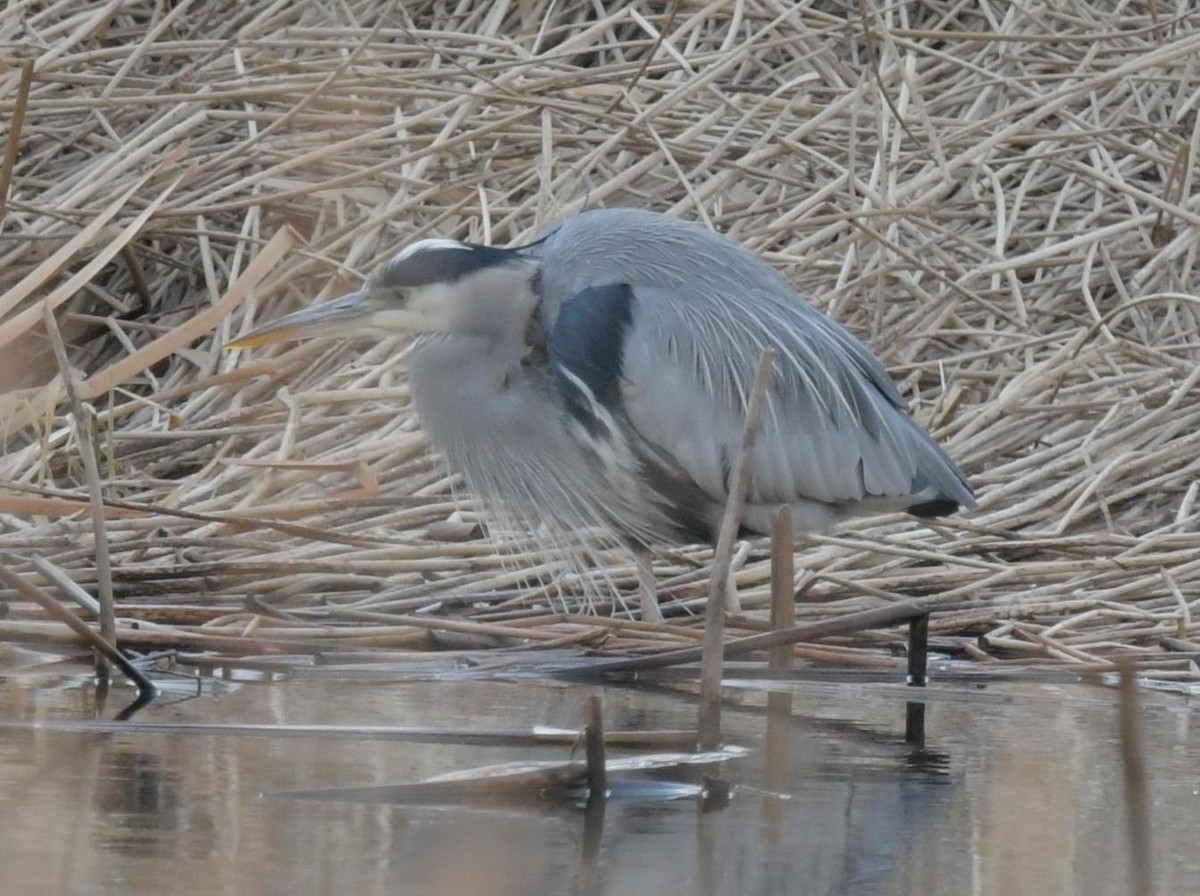 Great Blue Heron - ML629781044