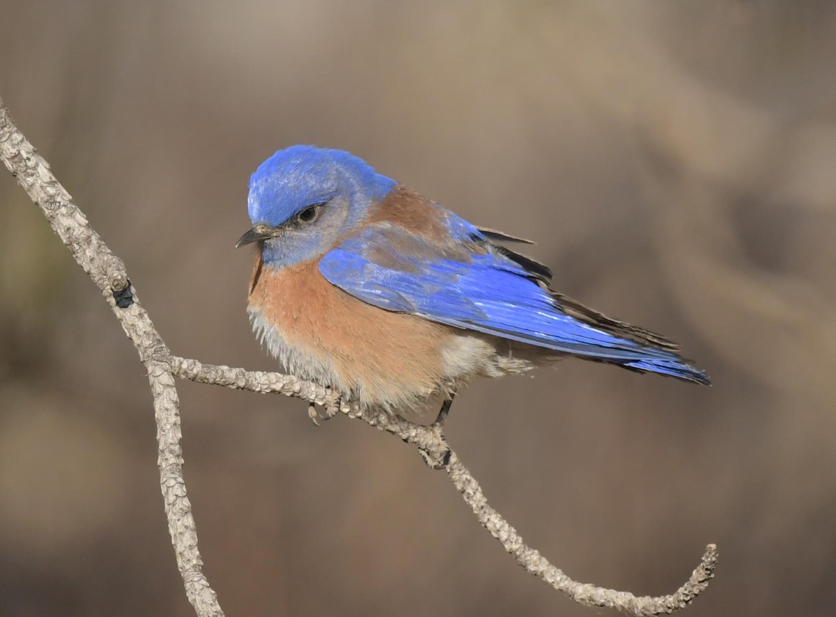Western Bluebird - ML629781080