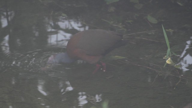 Russet-naped Wood-Rail - ML629781111