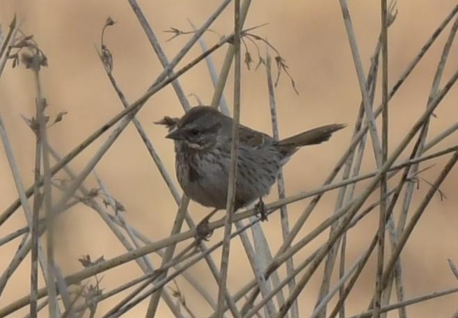 Song Sparrow - ML629781114