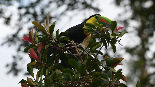 Keel-billed Toucan - ML629781172