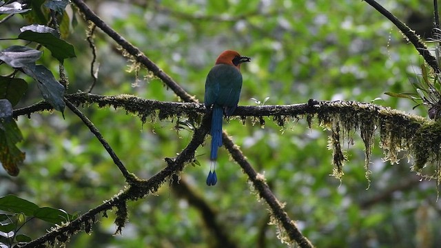 Rufous Motmot - ML629781306