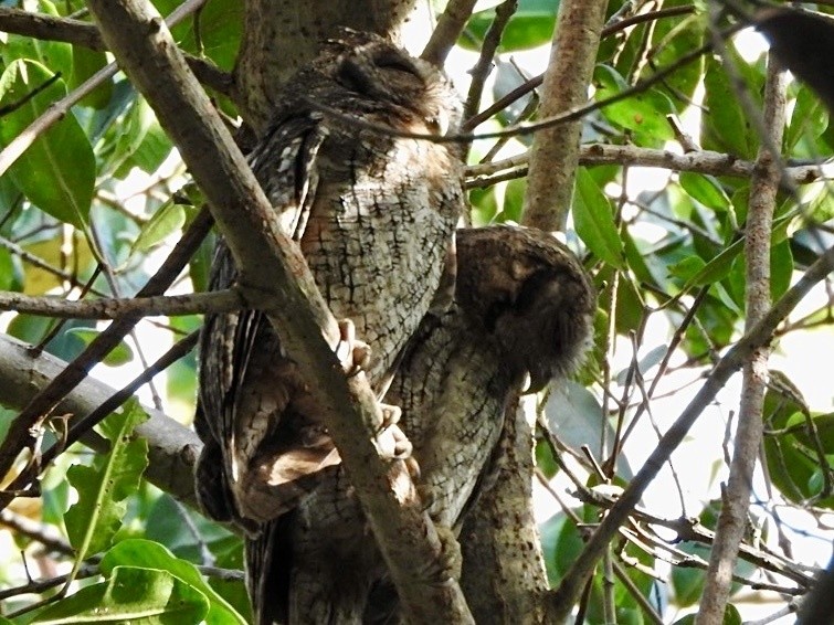 Tropical Screech-Owl - ML629781327