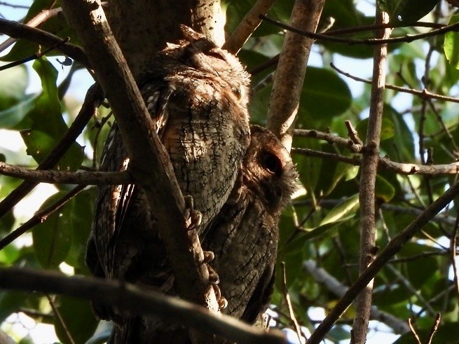 Tropical Screech-Owl - ML629781334