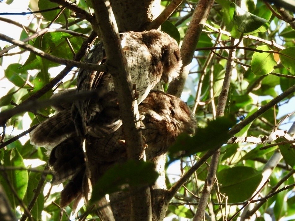 Tropical Screech-Owl - ML629781335