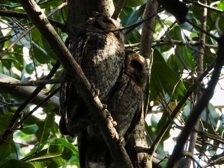 Tropical Screech-Owl - ML629781336