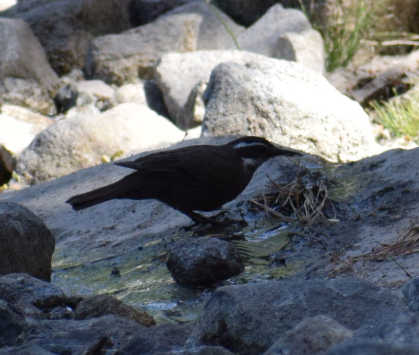 Dark-bellied Cinclodes - ML629781412