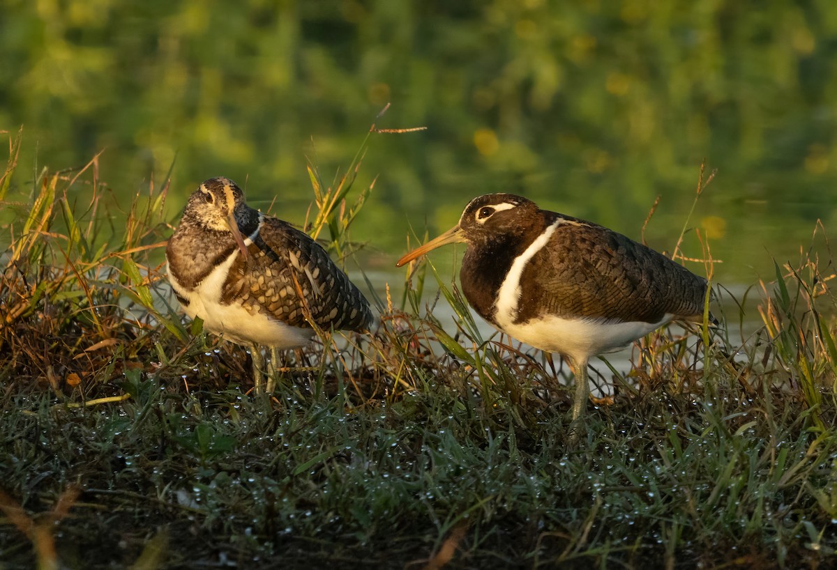 Australian Painted-Snipe - ML629781434