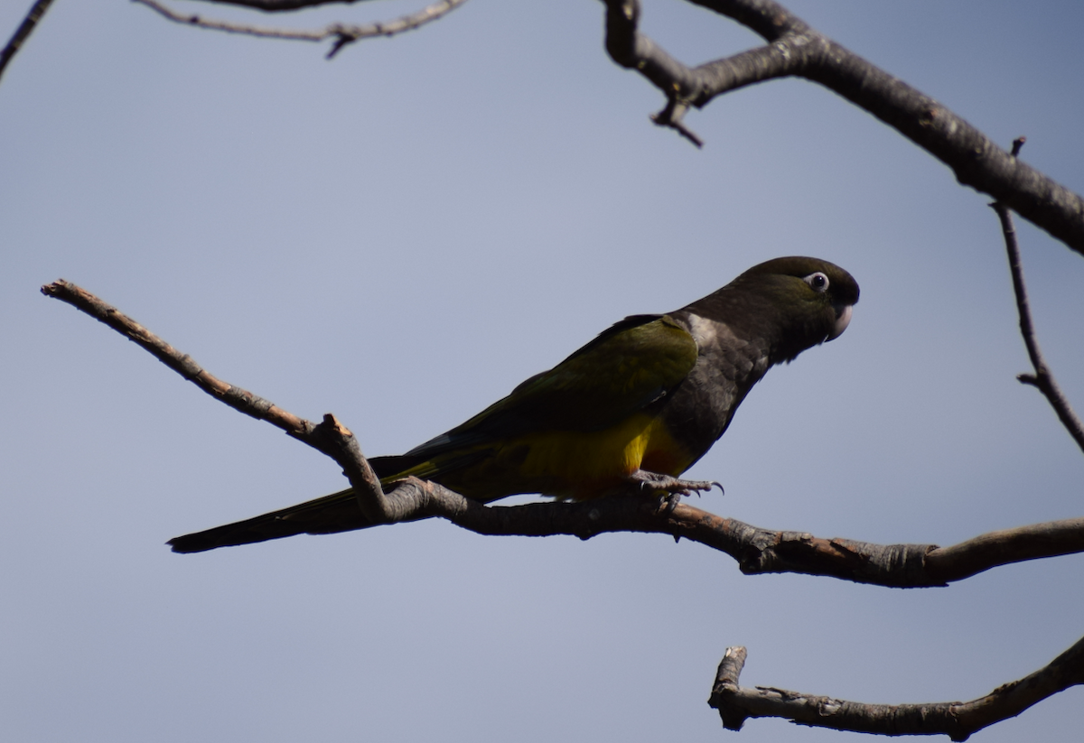 Burrowing Parakeet - ML629781460