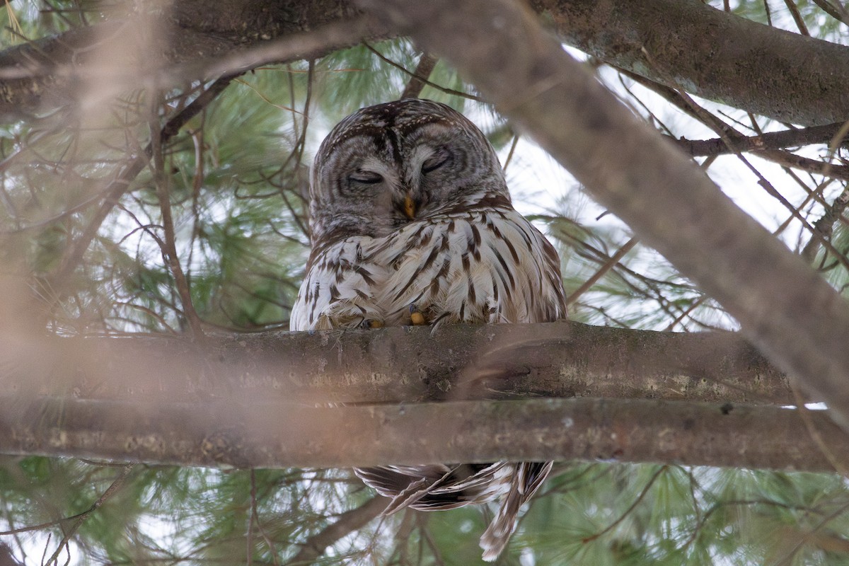 Barred Owl - ML629781684
