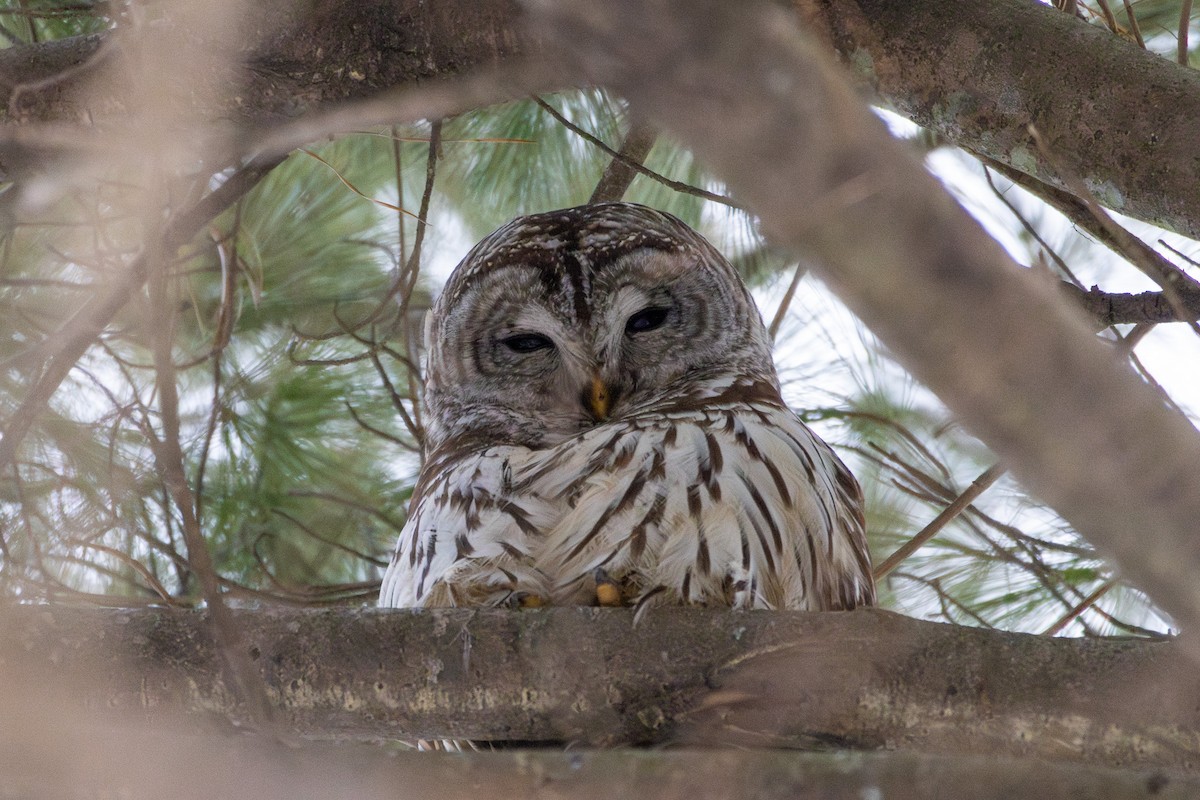 Barred Owl - ML629781686
