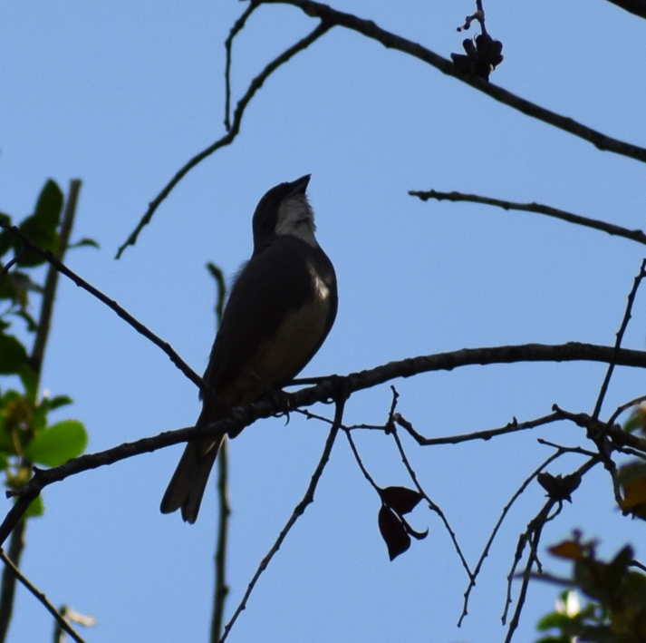 Diuca Finch - ML629781782