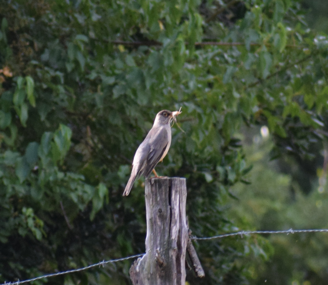 Austral Thrush - ML629781791