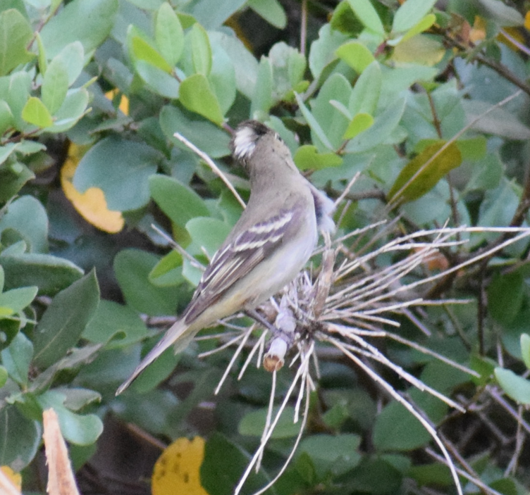 White-crested Elaenia - ML629781796