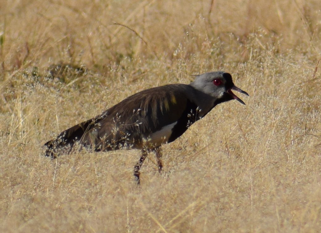 Southern Lapwing - ML629781800