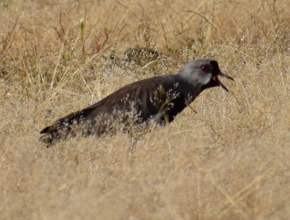 Southern Lapwing - ML629781801