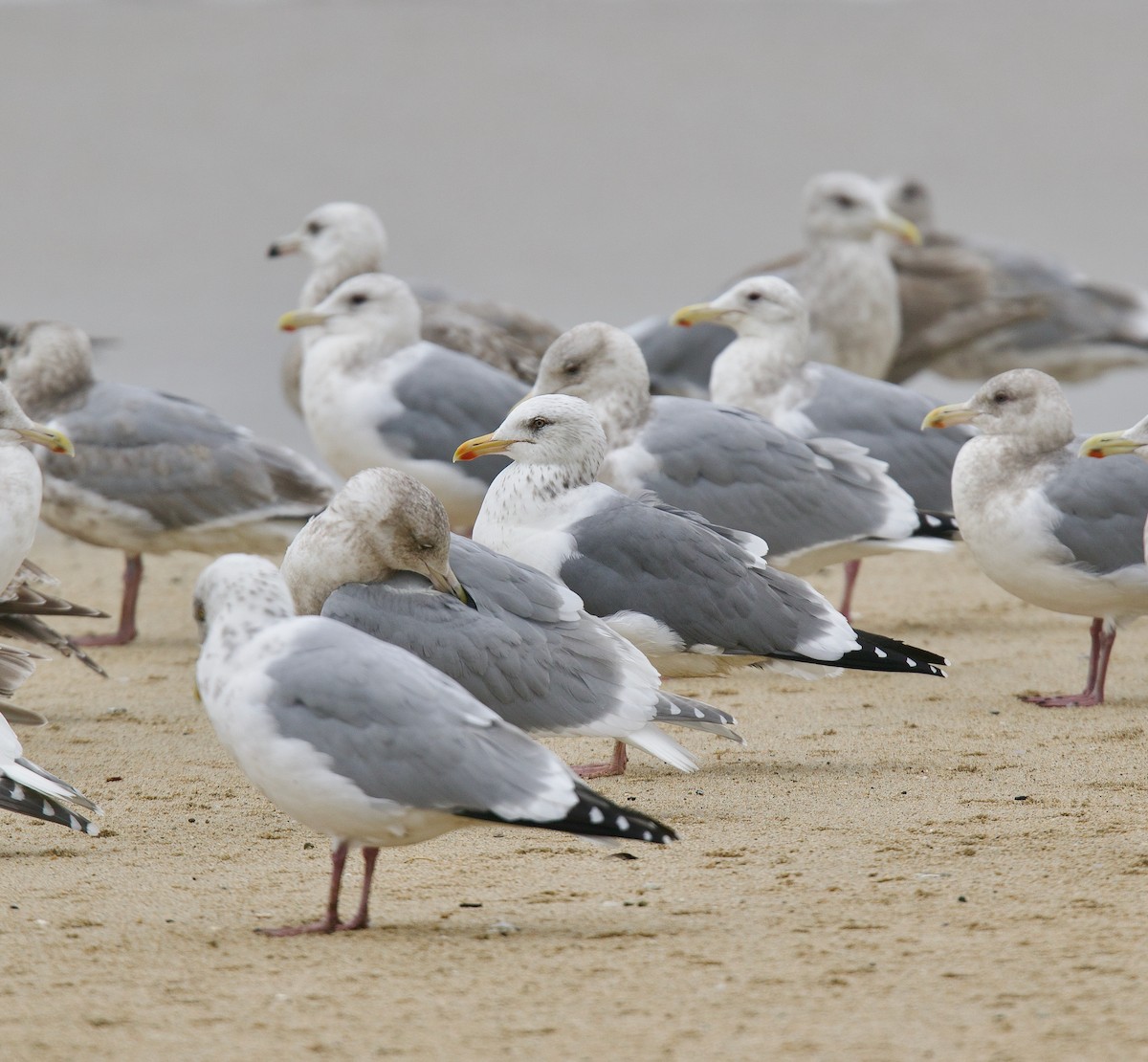 Vega Gull - ML629781849