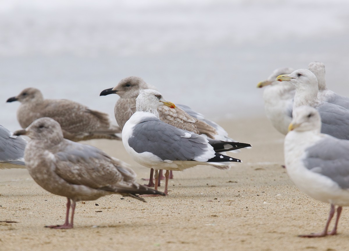 Vega Gull - ML629781851