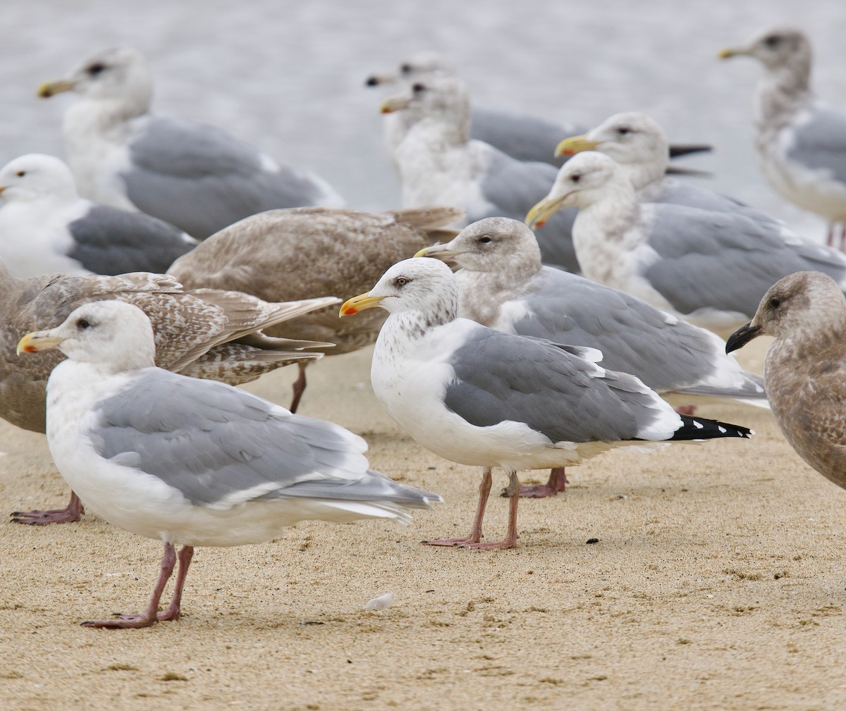 Vega Gull - ML629781852