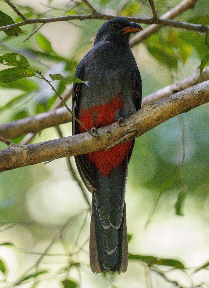 Slaty-tailed Trogon - ML629781855