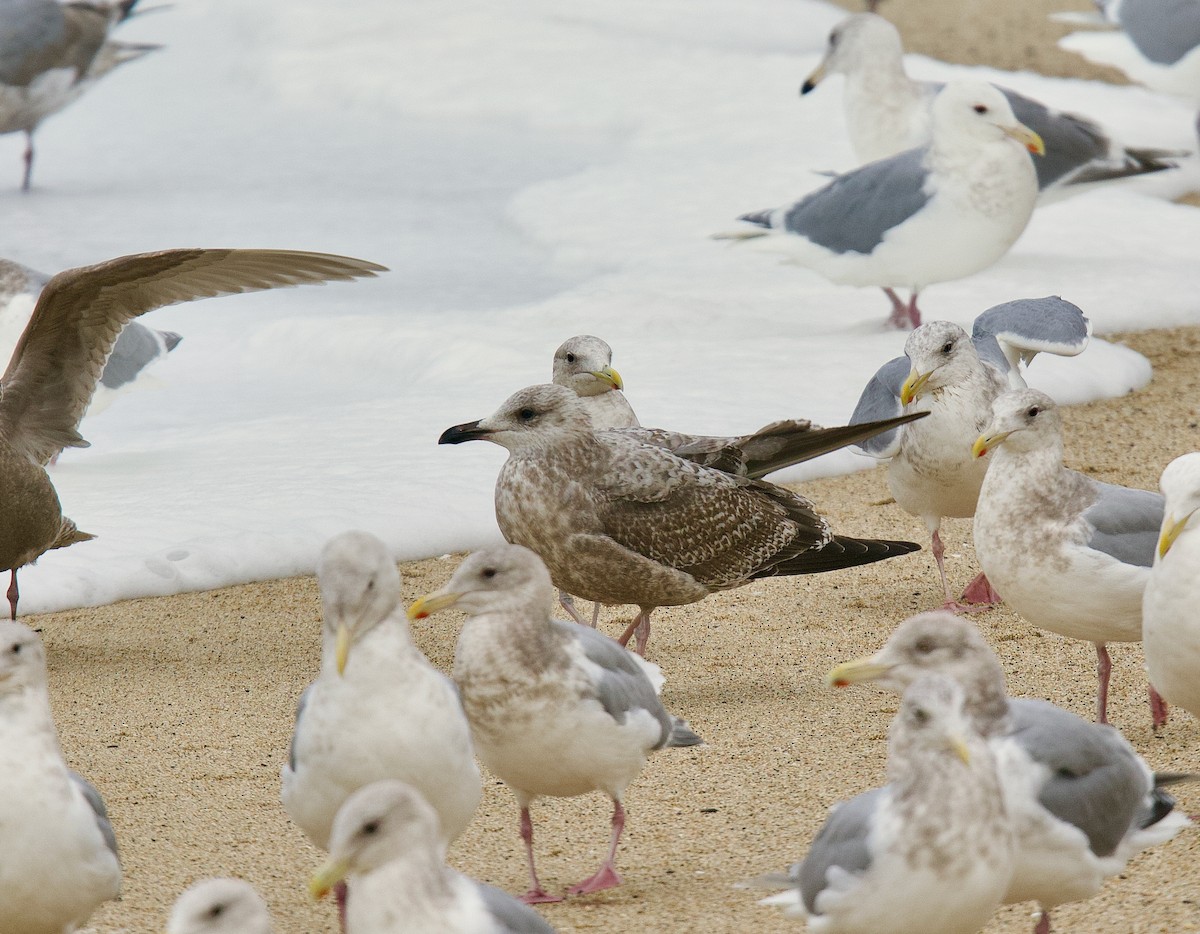 gull sp. - ML629781859