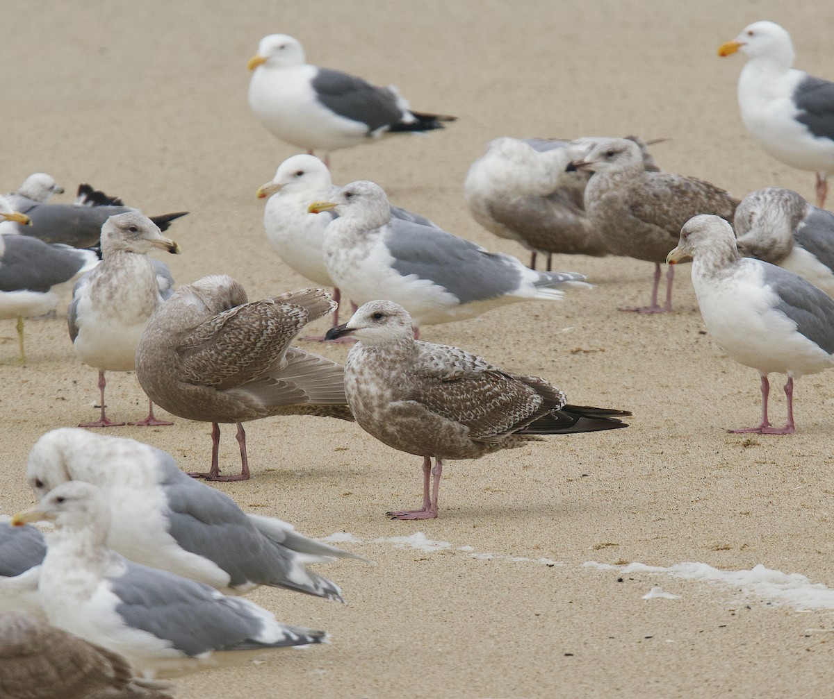 gull sp. - ML629781860