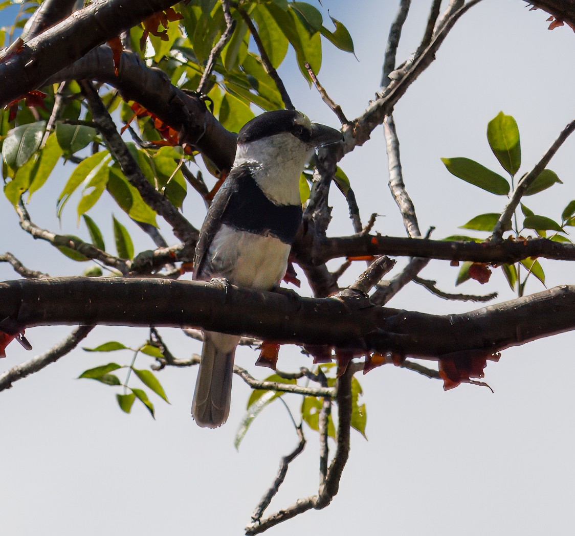 White-necked Puffbird - ML629781865