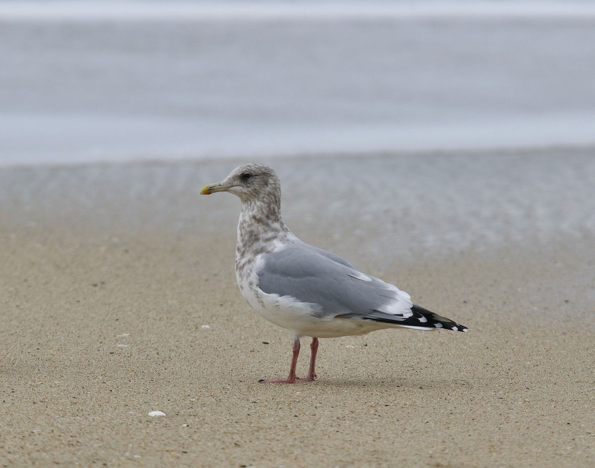 Iceland Gull (Thayer's) - ML629782000