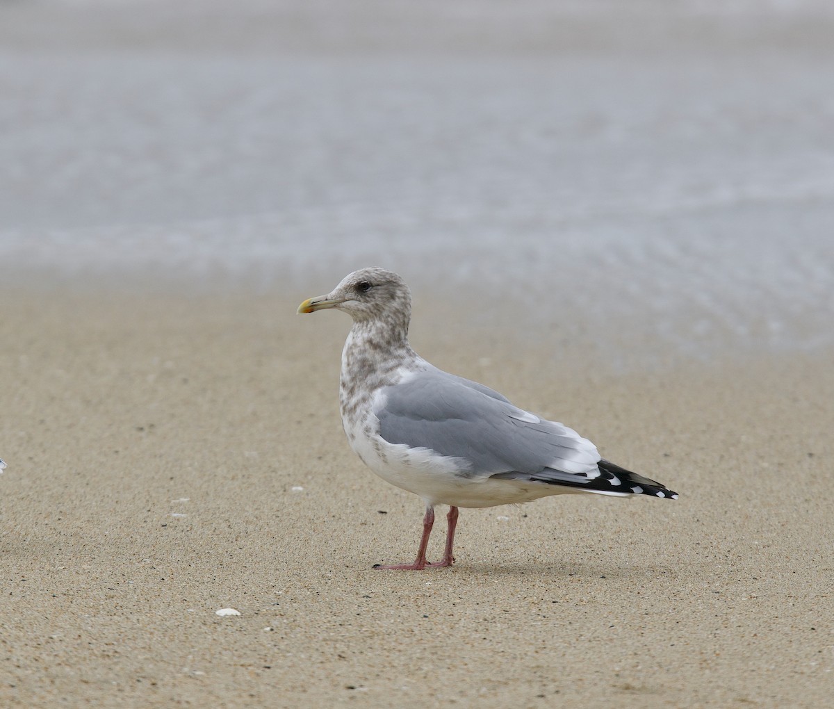 Iceland Gull (Thayer's) - ML629782001