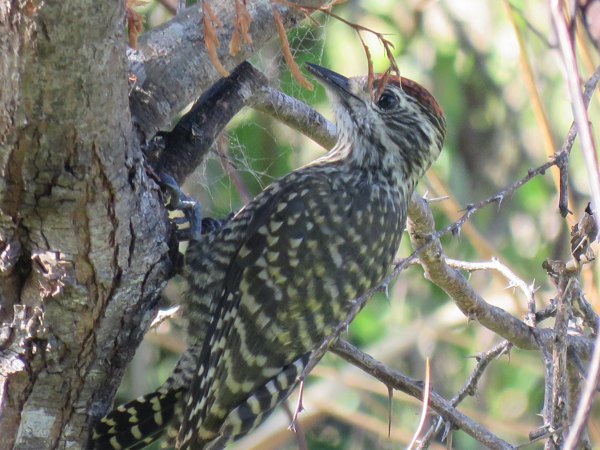 White-spotted Woodpecker - ML629782042
