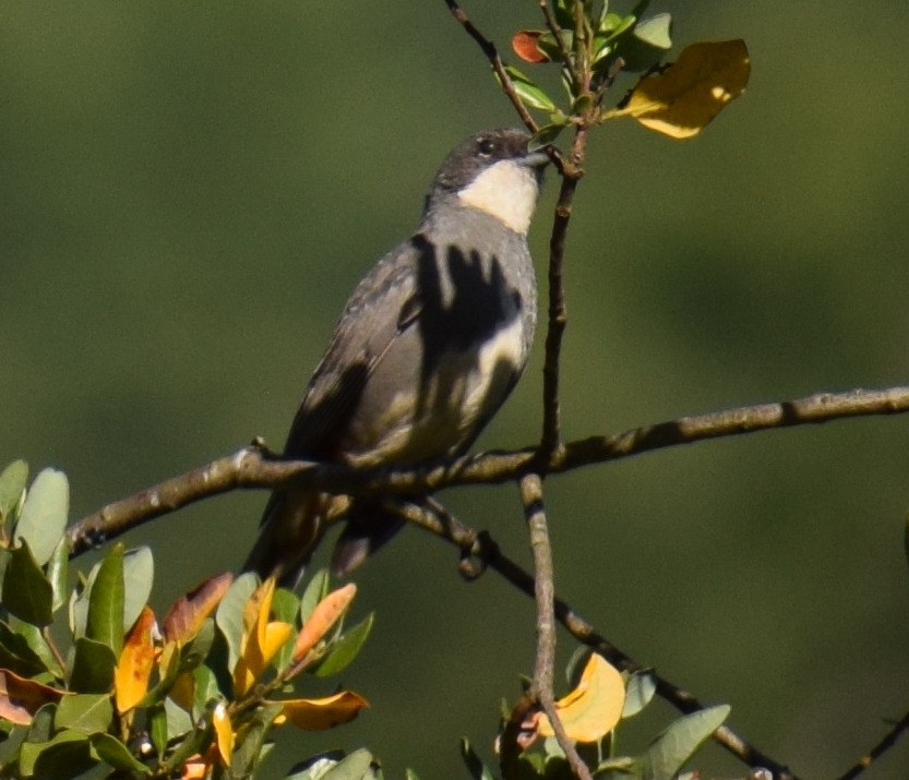 Diuca Finch - ML629782130